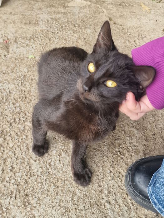 Spre adoptie trei pisoi