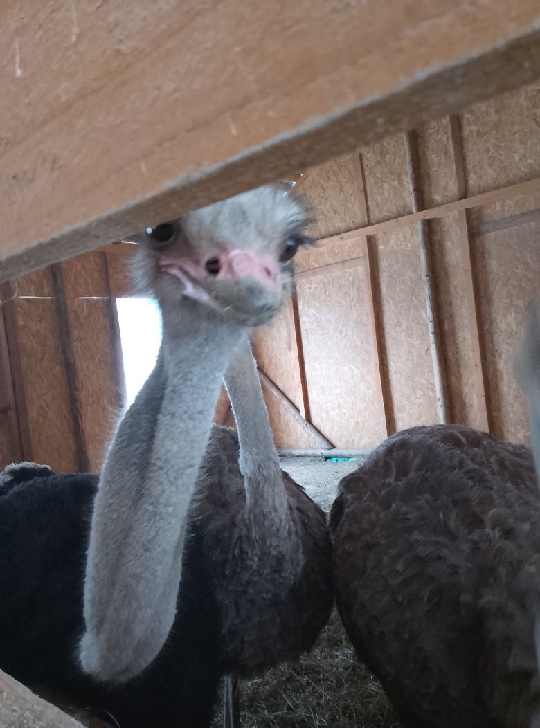 Vând familie de struți de 5 ani , bune ouătoare