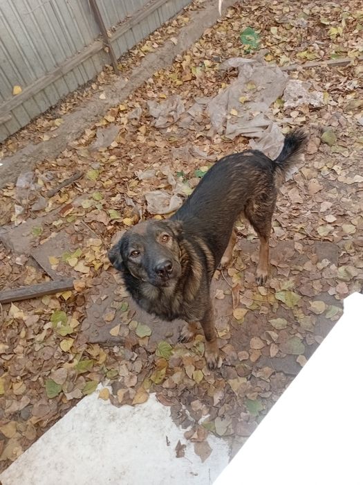 Собака отдам даром