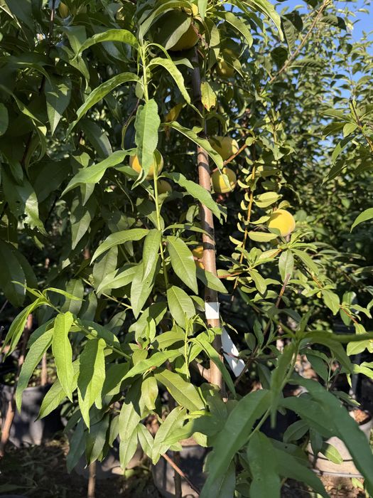 Pomi fructiferi la ghiveci!