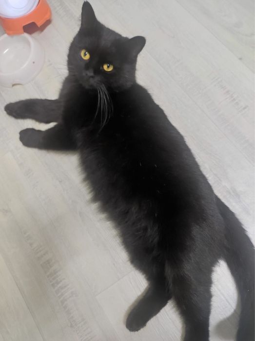 Кот Зевс в поиске дома