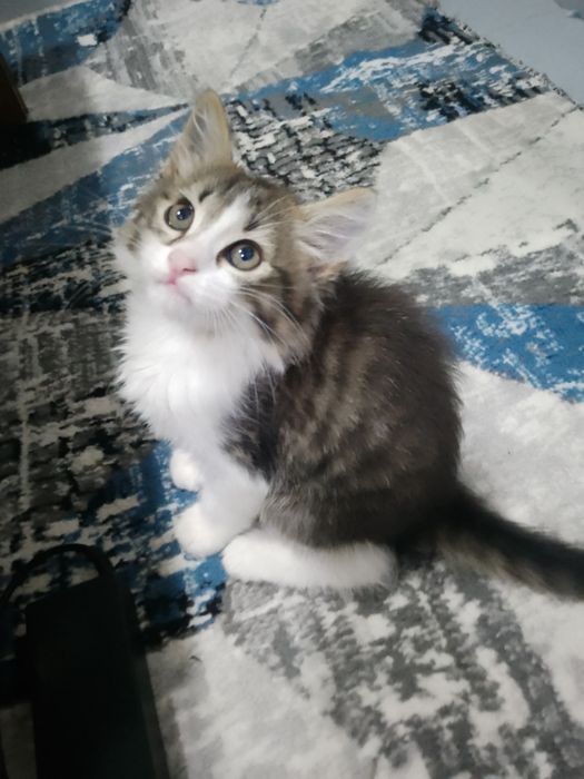Продаётся котёнок мальчик