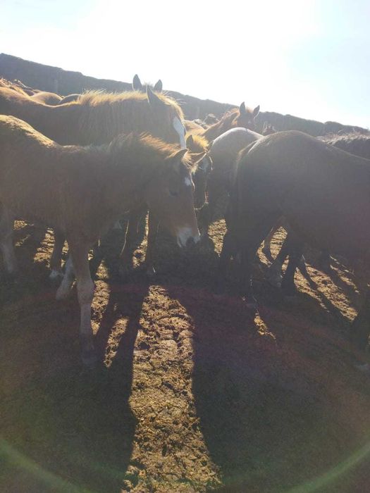 Продам кобыл жеребых с жеребятами.