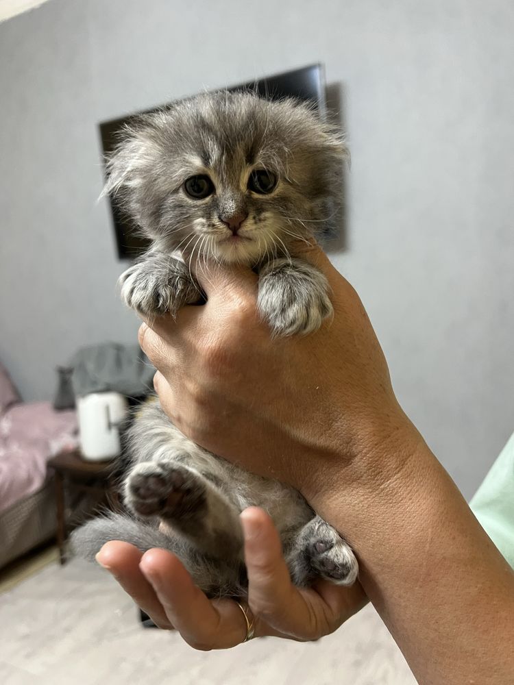 Продаются котята