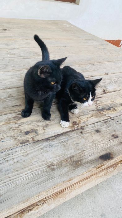 Мушик бор 2 дона