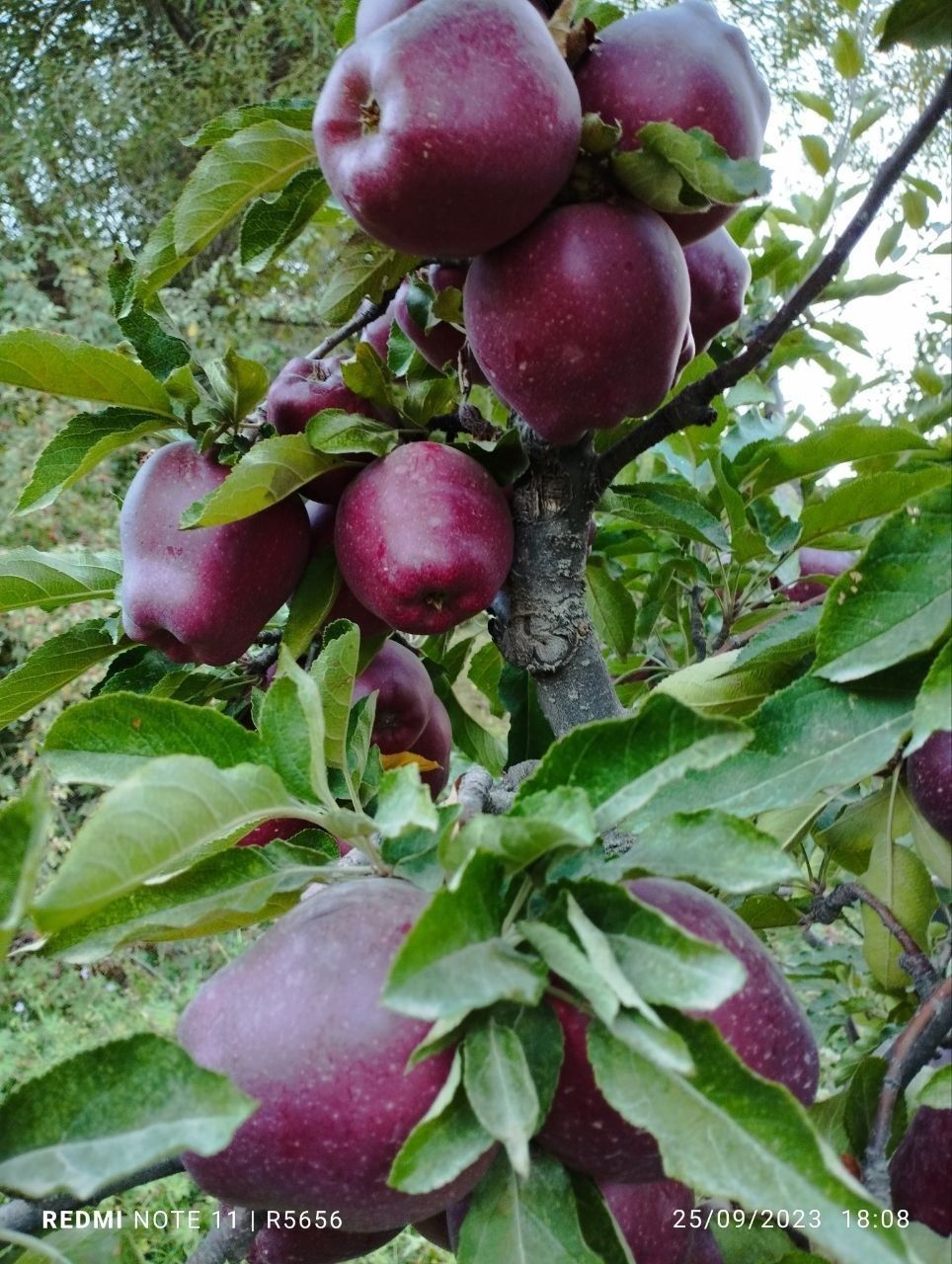 Kripson olama kochatlari bor ishonchli chiroyli bog' qiberamiz