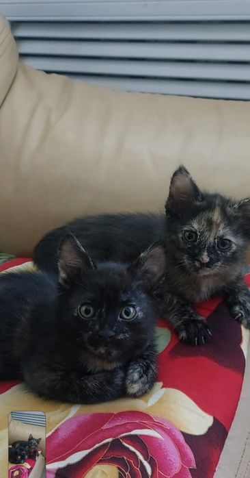домашние котята черные