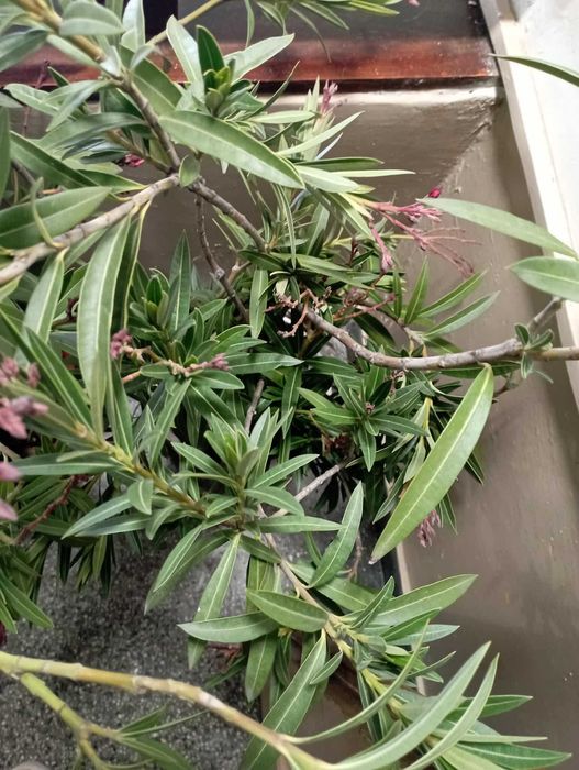 Продавам 2 бр. олеандри / закуми/от Гърция