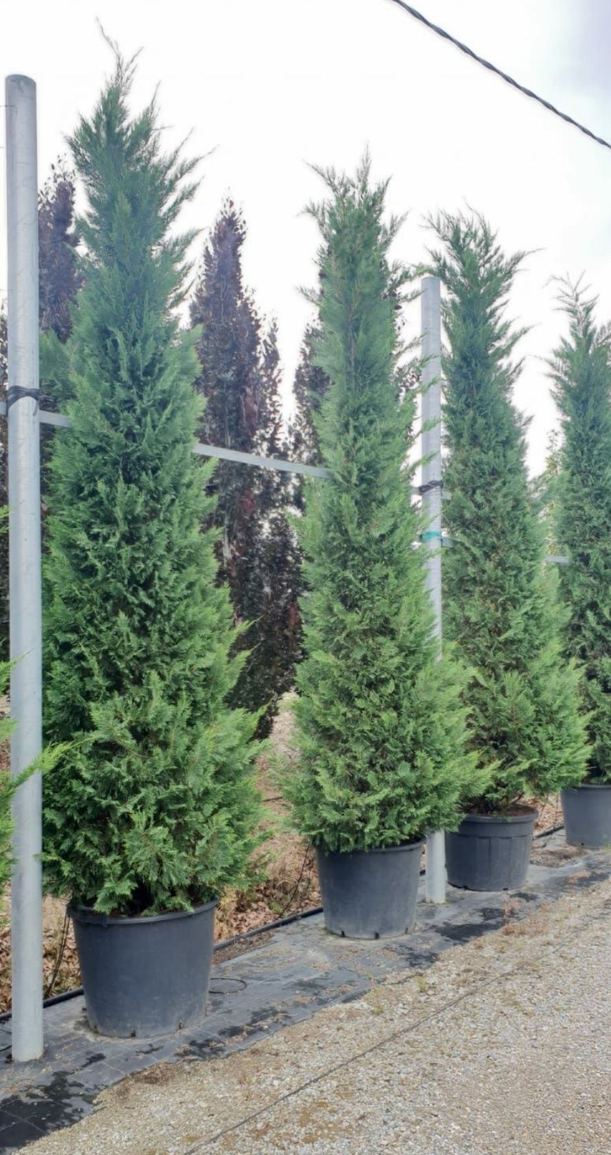 Leylandii 3,5 - 4m, Tuia mare, gard viu, perdea verde naturala