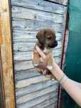 Ofer Catei spre adoptie