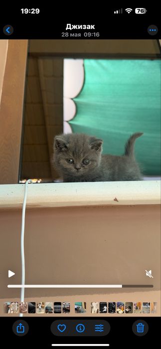 Британский кот. british shorthair