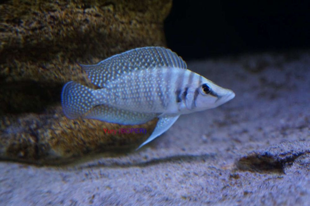 Kalvus white padroskla