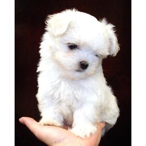 Bichon maltez mini toy