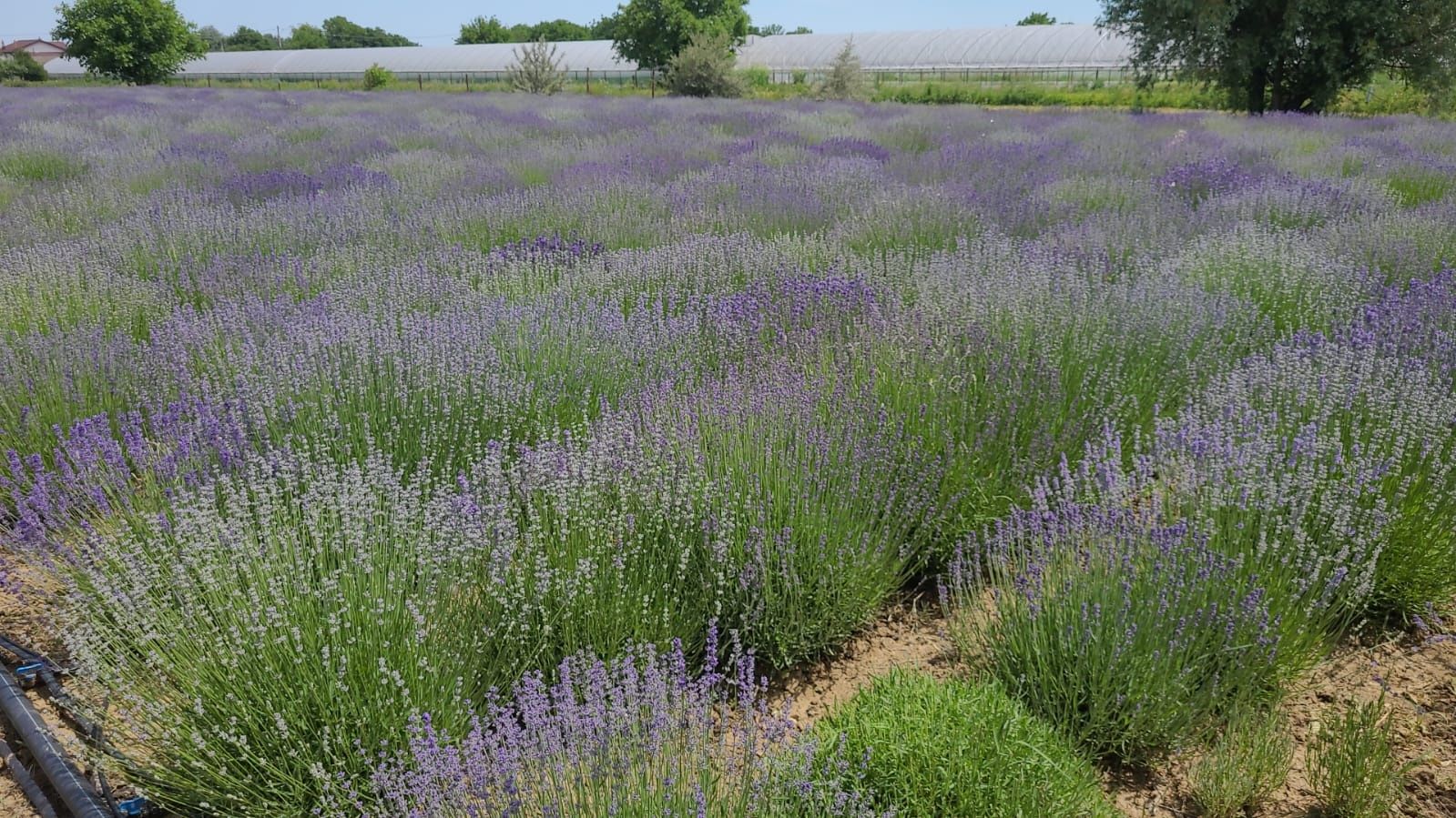 Floare de lavanda proaspata