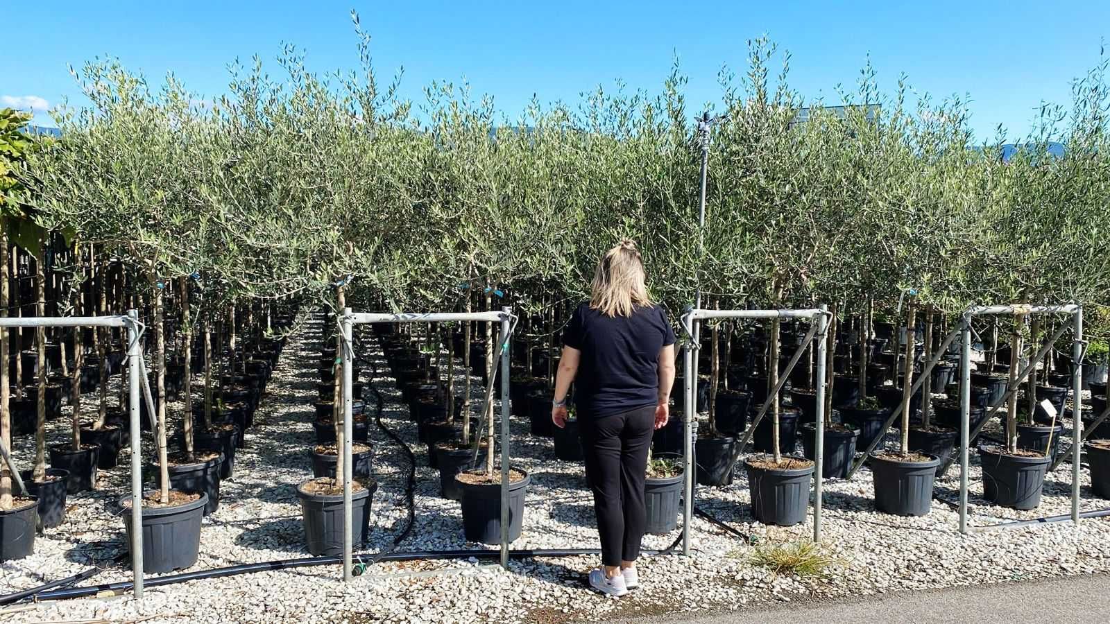 Maslin Secular , Catalpa, Tuia Smaragd  Plante Ornamentale