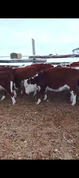 Таналар ақбас 30