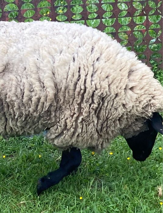 Vindem berbecuti,mielute,oi si berbeci sufolk/suffolk cu pedigree