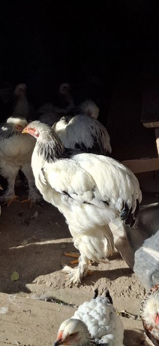 Vând cocoși rasa Brahma