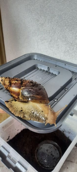 Продам улиток Ахатинов