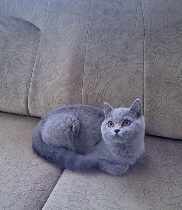 British shorthair