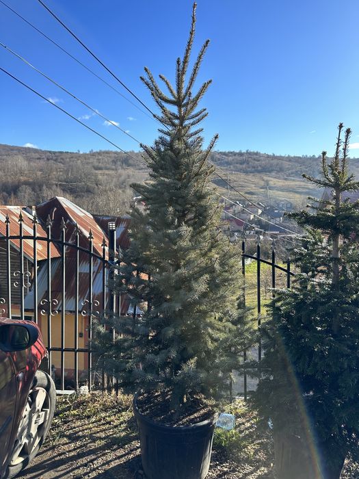 Brad la ghiveci pepiniera