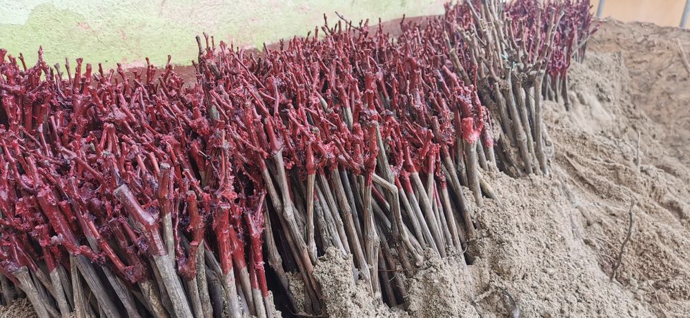 :butasi vita de vie direct de la producător