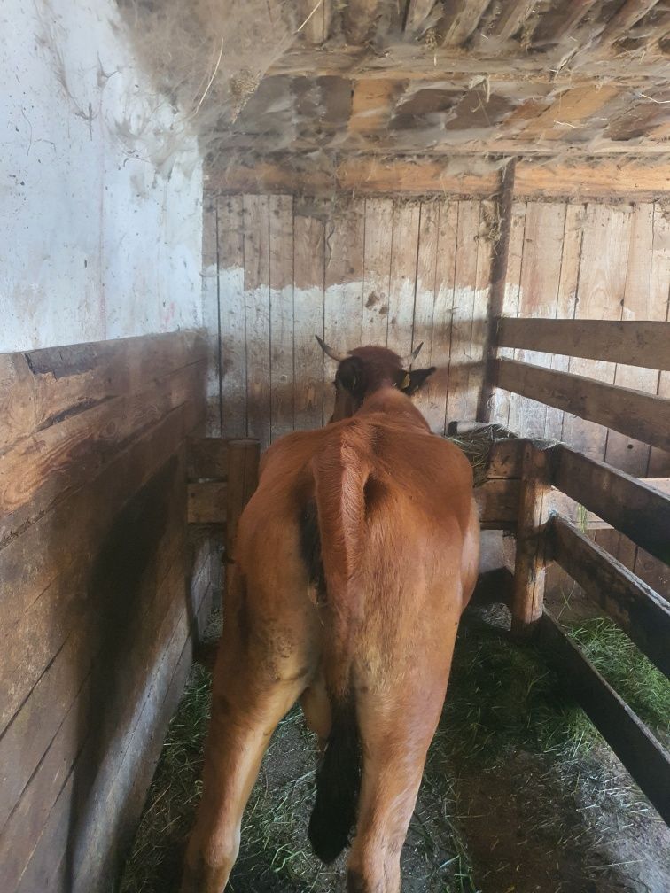 Junca la prima fatare cuminte la muls sau scimb cu vaci de abator .