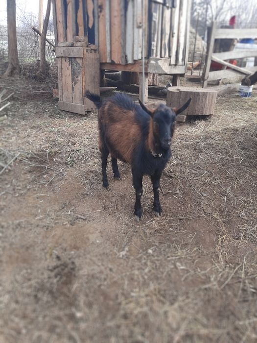 Vând țap alpin 100% de opt luni