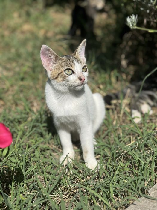 Pisicuti pt adoptie