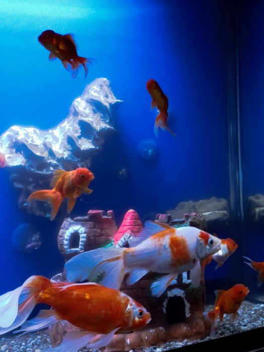 aranda baliq akvarium