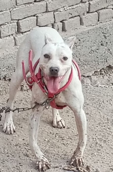 Argentina dogosi