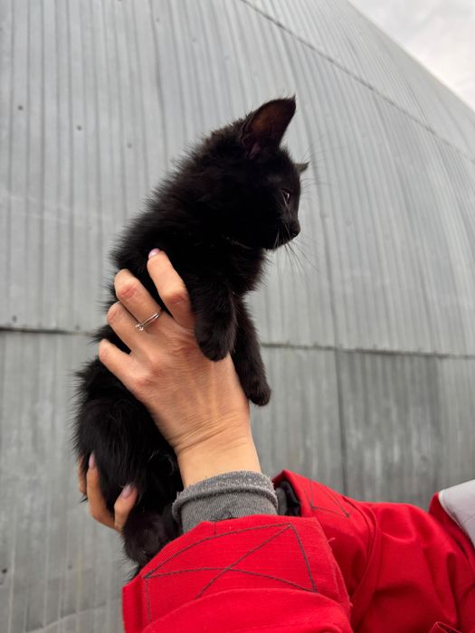 Отдам в добрые и любящие руки котенка