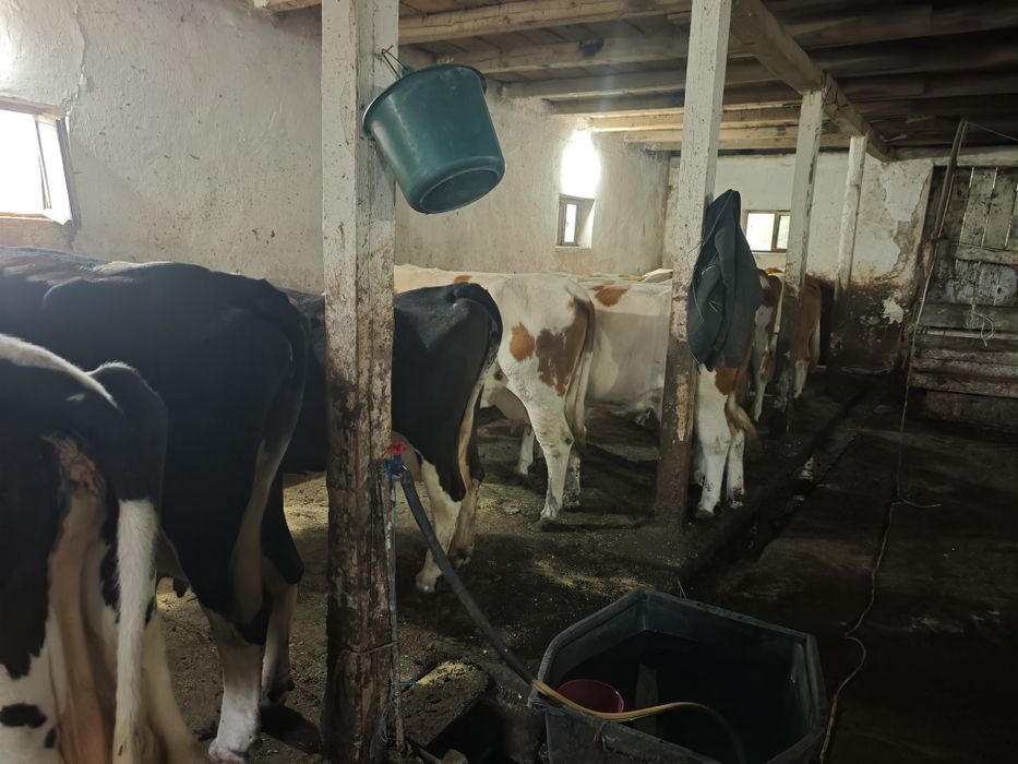 Ofer spre vanzare 42 buc vaci cu lapte