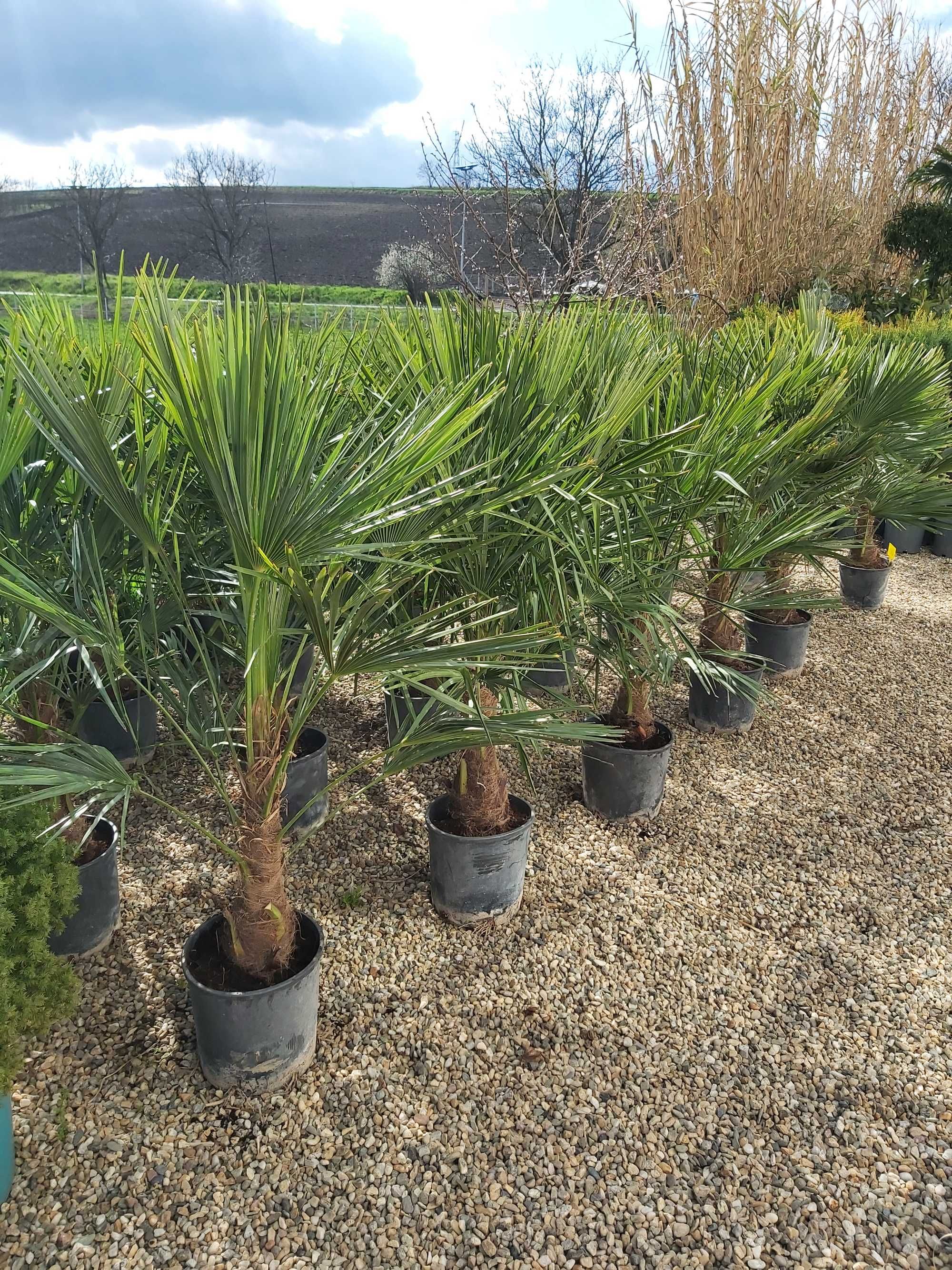 palmier trachycarpus rezistent la frig inaltime 3 si 4 m