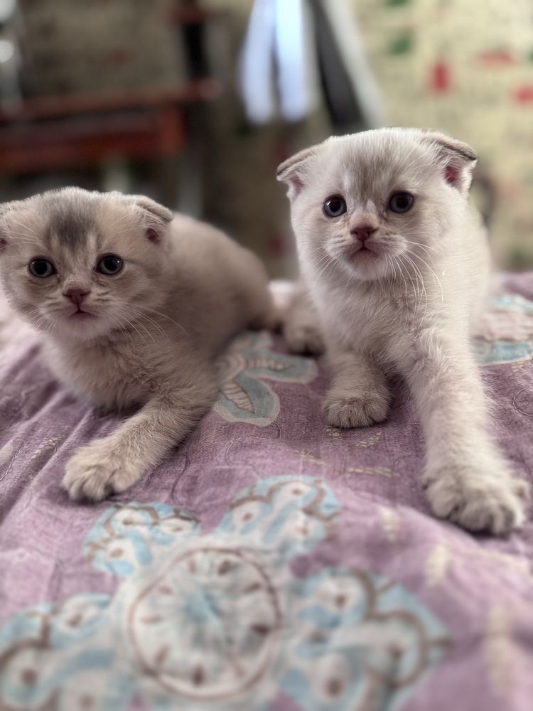 Котенок 1 айлык таза