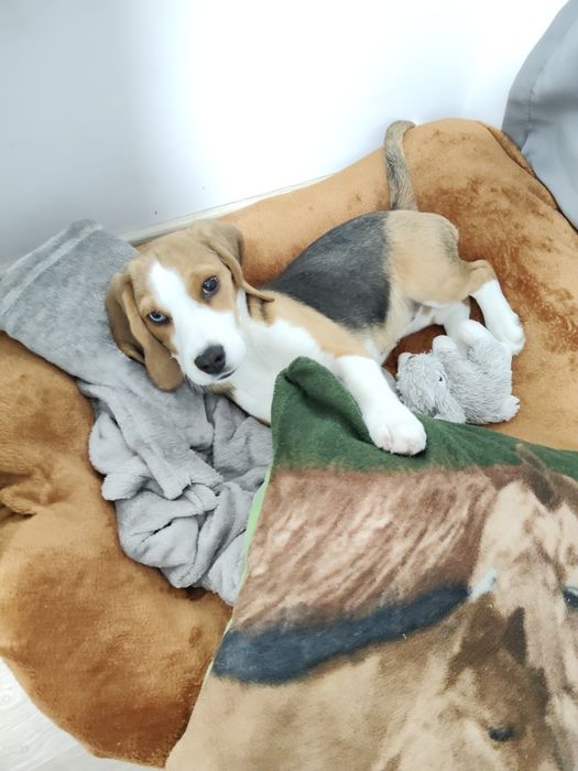 Fetița beagle 4 luni