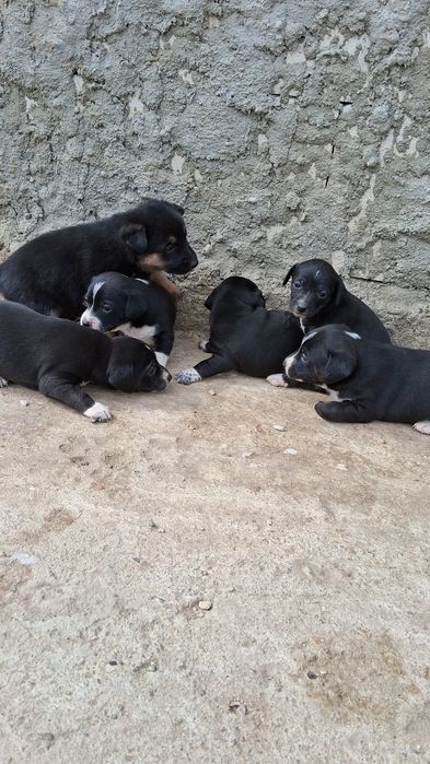 Donez cainii 3 fete 3 baieti