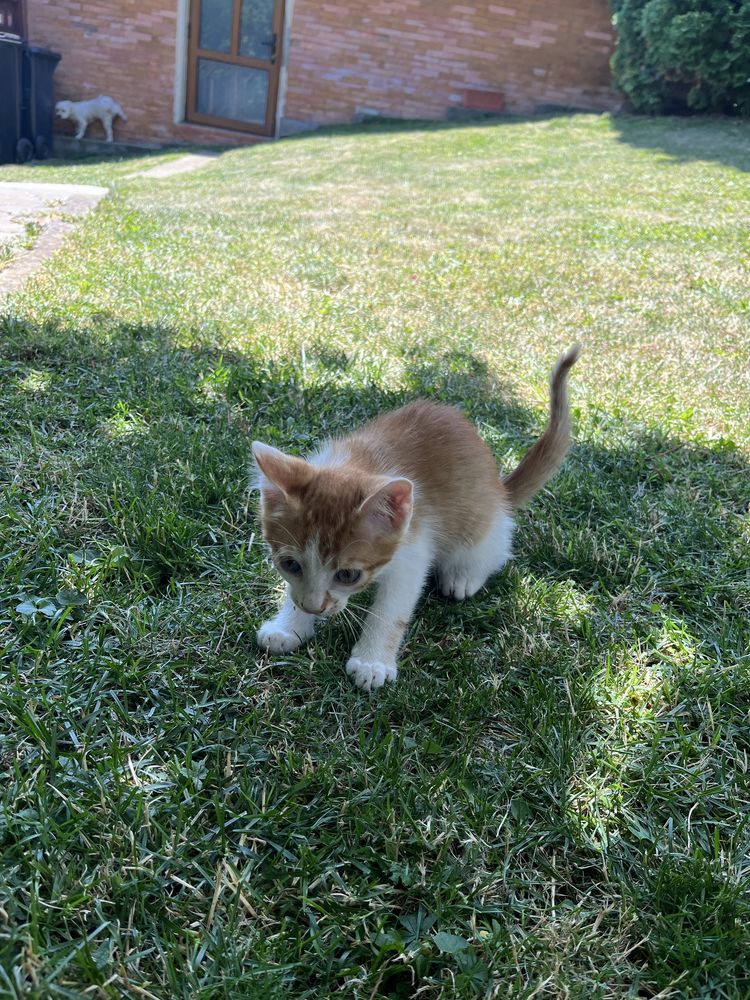 Adoptie pui pisica