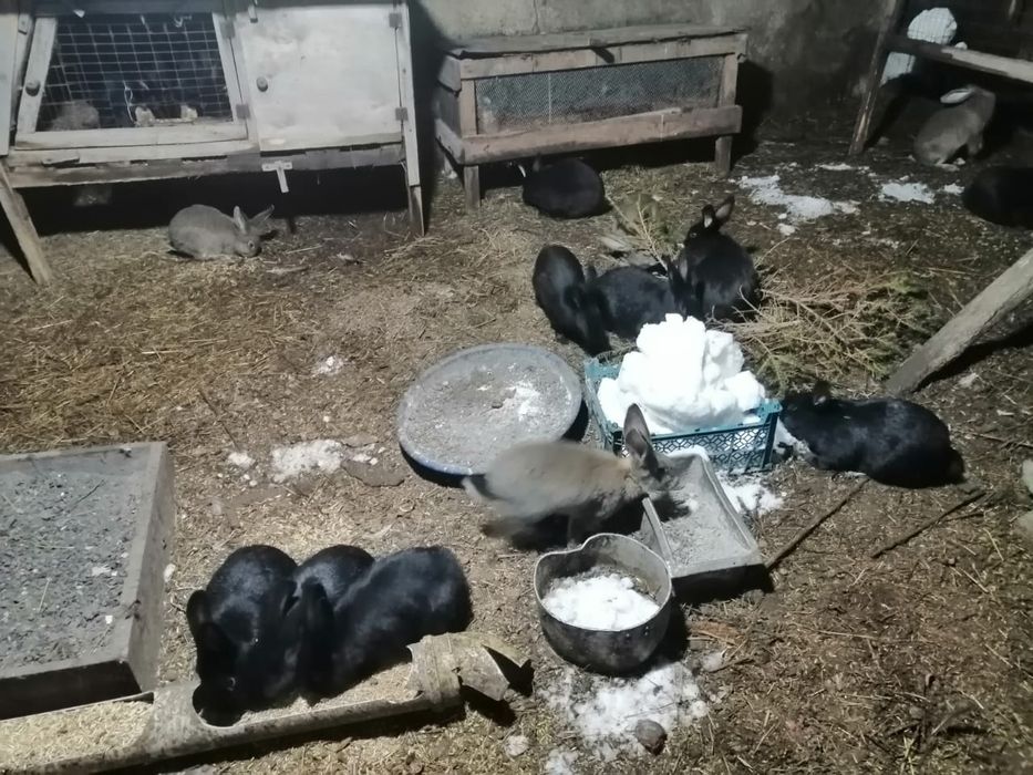 Продаю кролов, разных пород, на разведение или на мясо