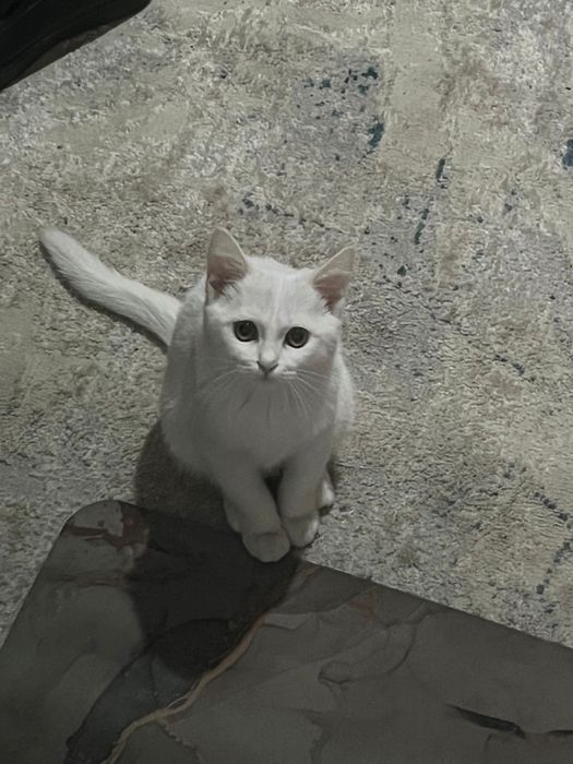 турецкая ангора мальчик