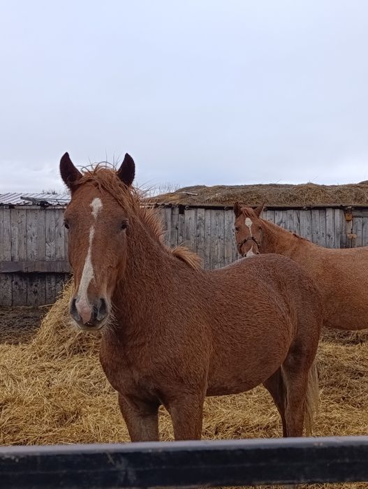 Полторашка на мясо