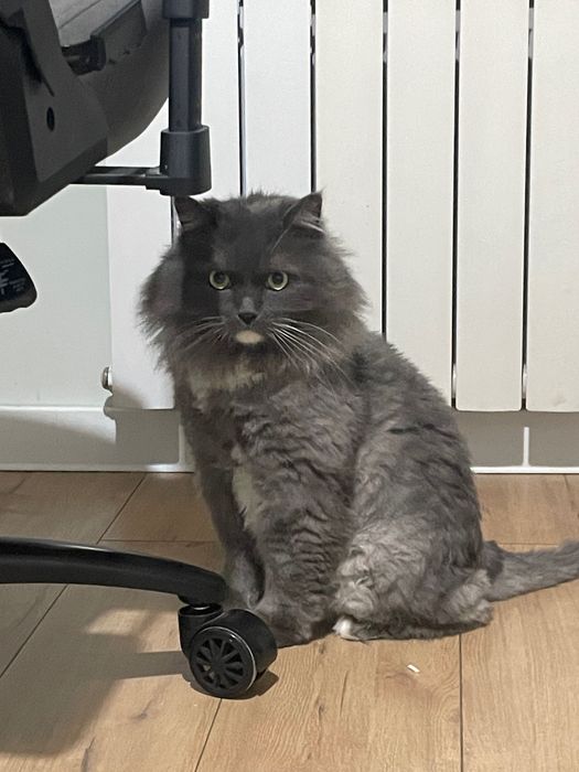 Отдам кота в добрые руки