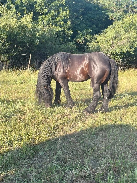 Armasar negru cuminte