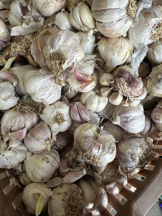 Usturoi pentru plantat si de consum