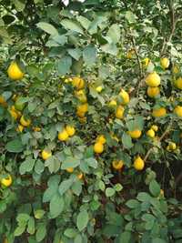 Лимон кўчат сотилади