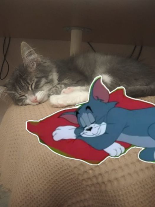 Звездный котёнок в добрые руки