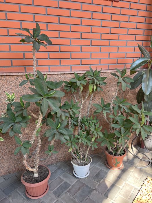 Продам комнатные цветы