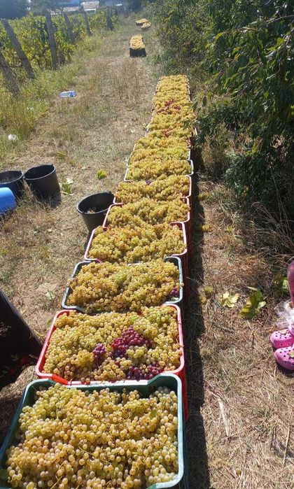 Struguri de vin 2025