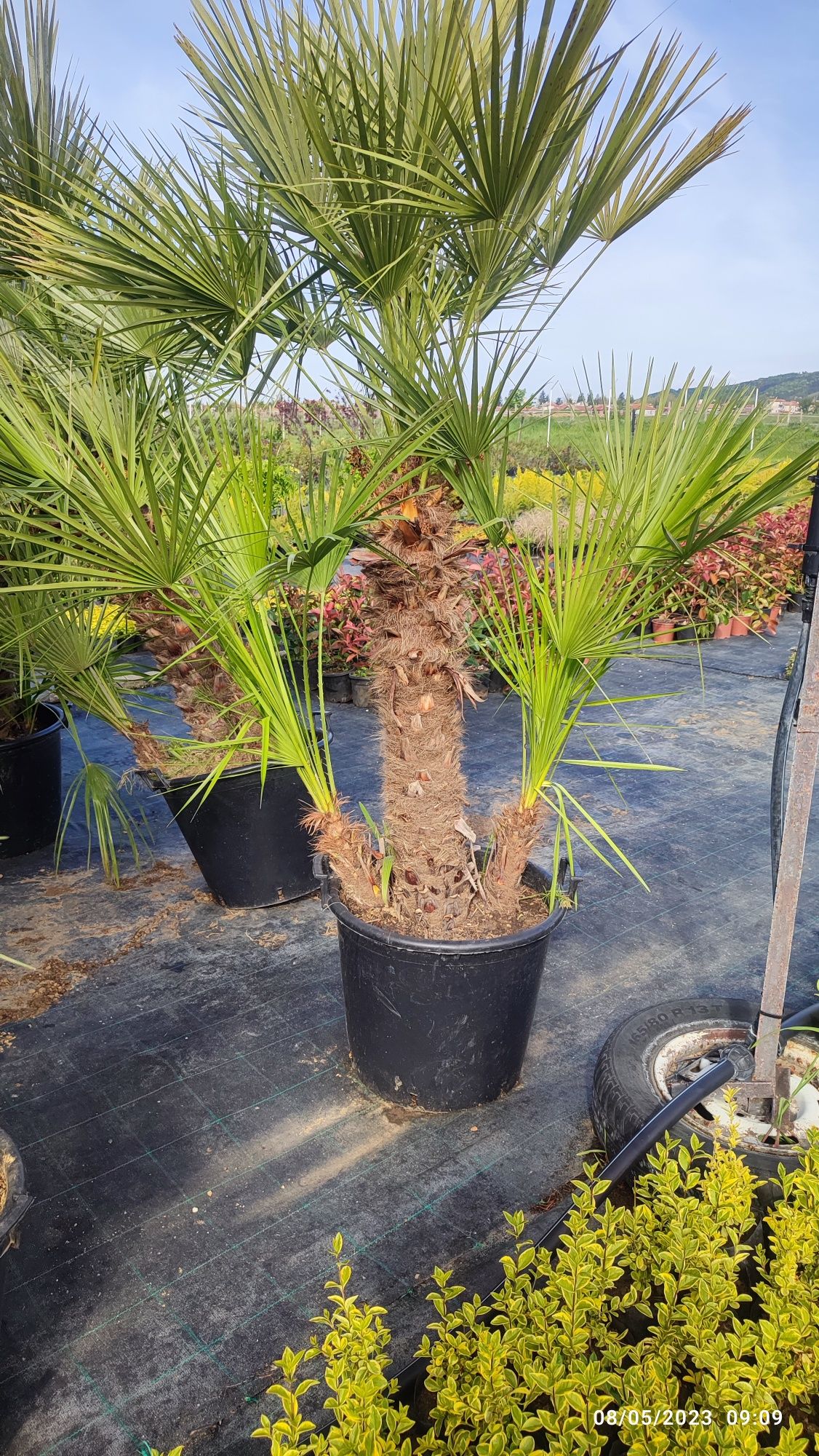 Студоустойчиви палми Трахикарпус (Trachycarpus fortunei