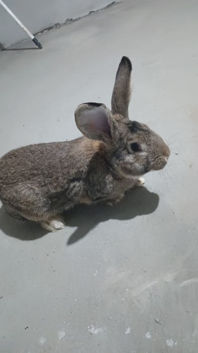 Vând mascul de rasă